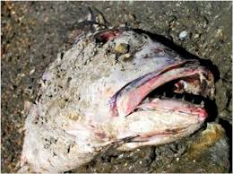 Rotting Fish.jpg