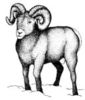 Ram3.jpg