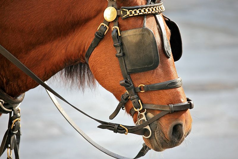 800px-Horse_Blinkers_(4240744343).jpg