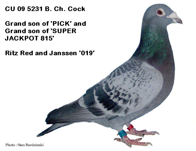 cu09-5231 BCh-Cock.jpg