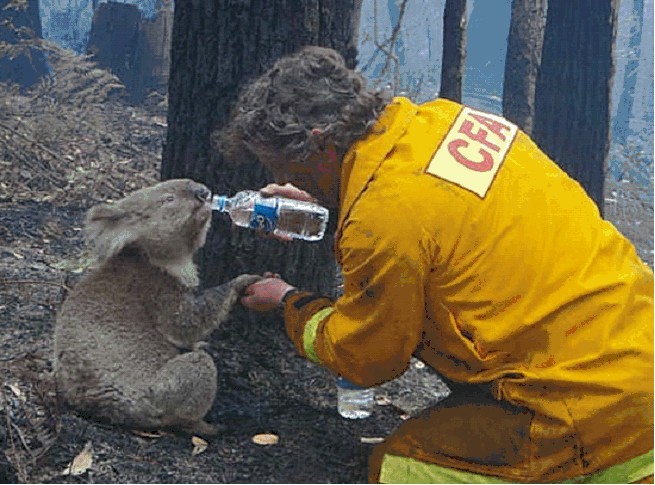 Fire_fighter_and_Koala.jpg