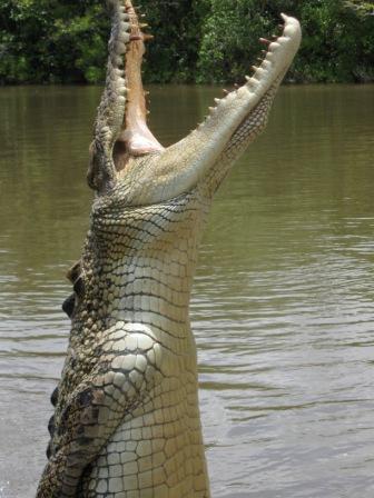 croc.JPG