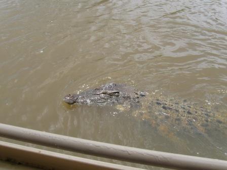 closecroc.JPG