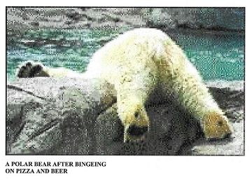 polar bear image.jpg
