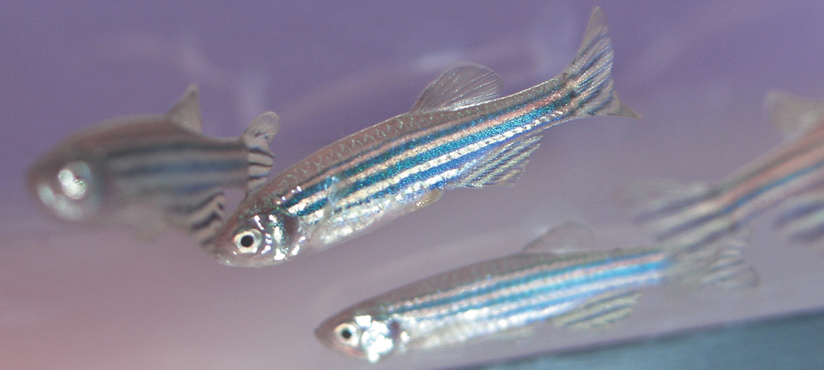 zebrafish.jpg