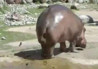 hippo-poop.gif