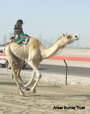 Camel.jpg