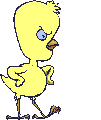 Angry_chick.gif