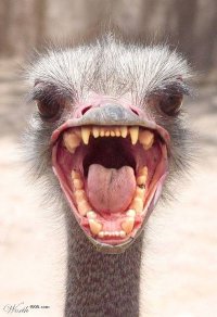 angry emu.jpg