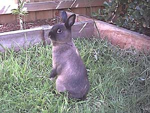 rabbit.jpg