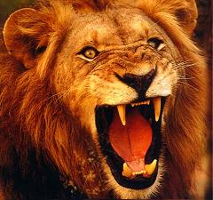 lionz.JPG