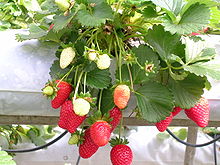 220px-Strawberries.jpg