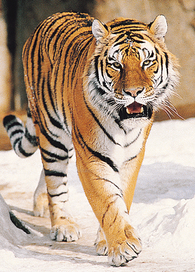 tiger-info0.gif