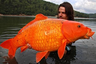 14kgcarp.jpg