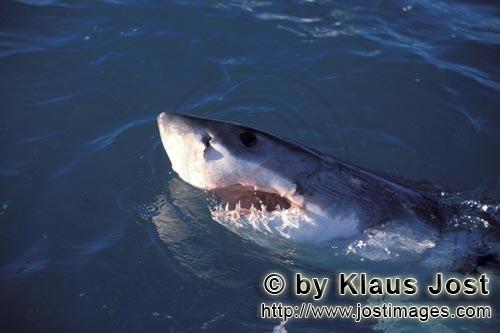 great white head.jpg