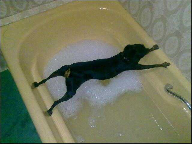 planking_dog.jpg