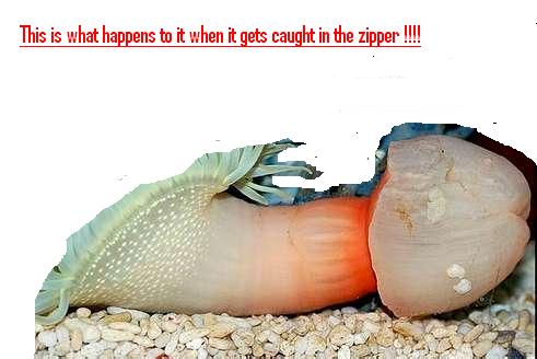 seaweedpenis.jpg