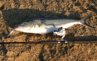 70cm Browns Sambo.jpg
