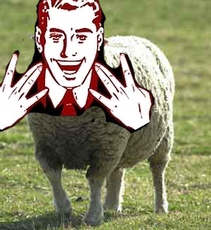 sheep.jpg