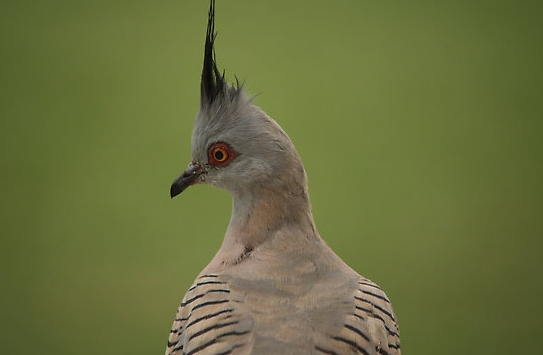 bird1.jpg