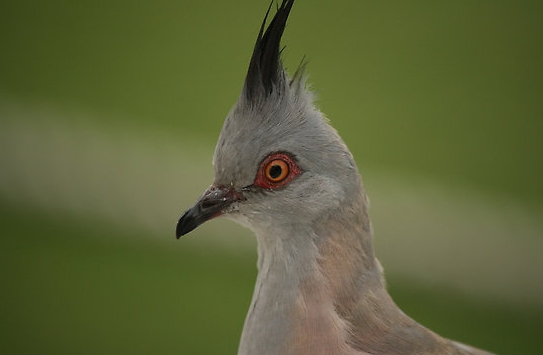 bird2.jpg