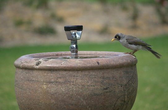 drinking bird.jpg