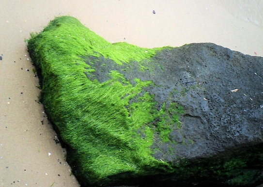 mossy rock.jpg