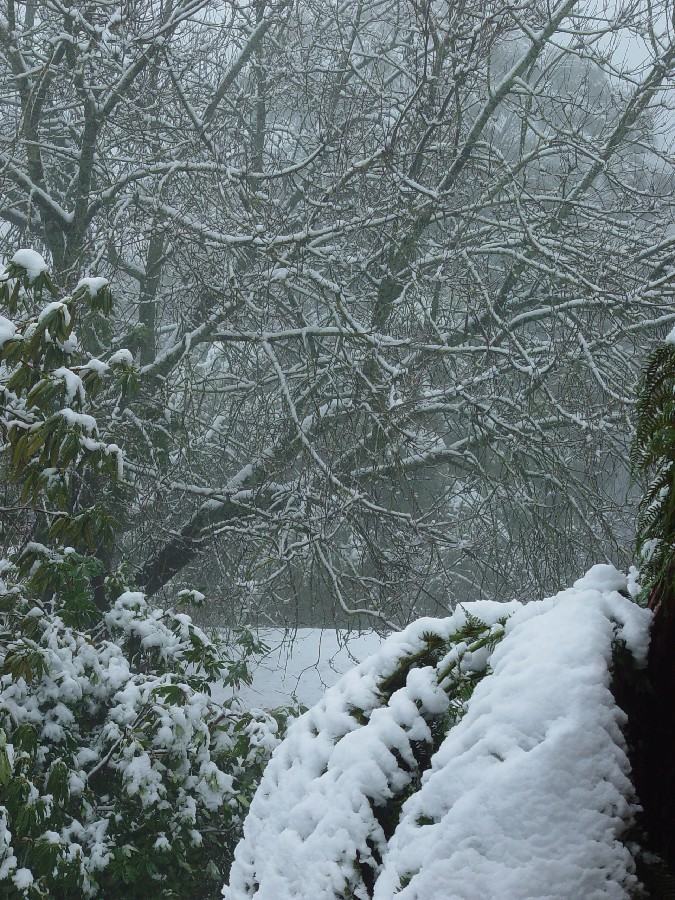 Snow.JPG
