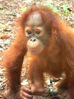 20091022_orangutan.jpg