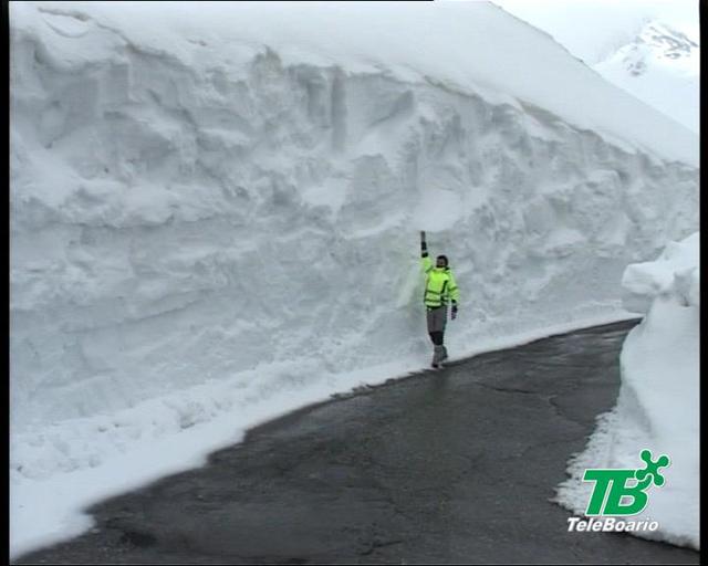 gavia.jpg