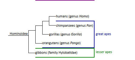 Apes.jpg