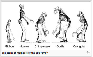 Ape Skeletons.jpg
