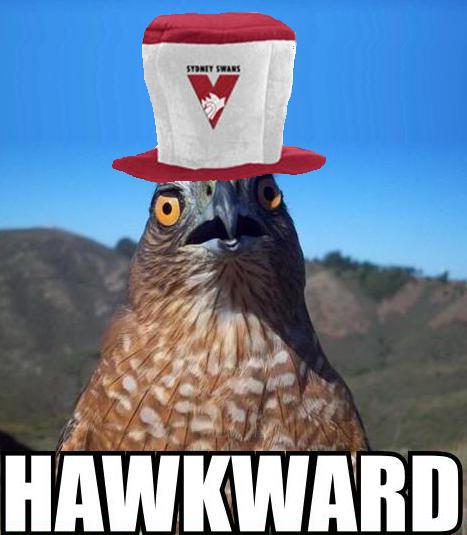 hawkward.jpg