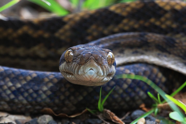 AmethystinePython6__2_.jpg