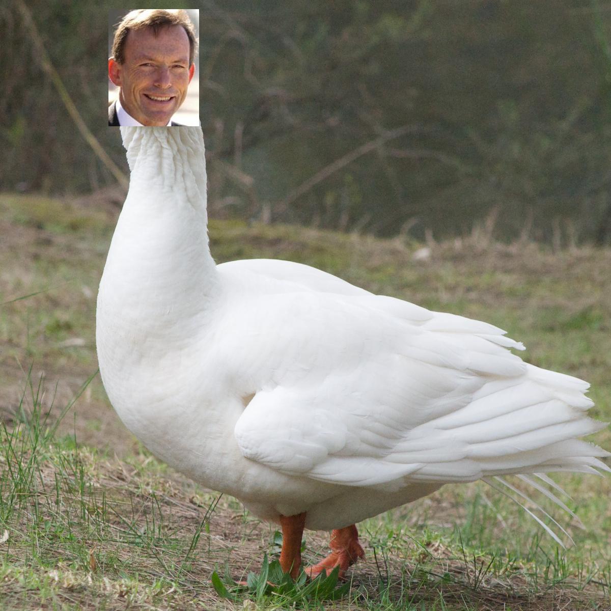 goose2.jpg