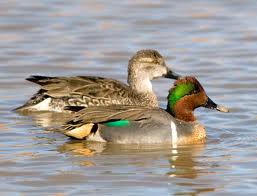 Teal Duck.jpg