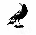 Pasky-magpie.jpg