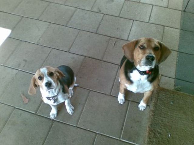 Beasley and Missy.jpg